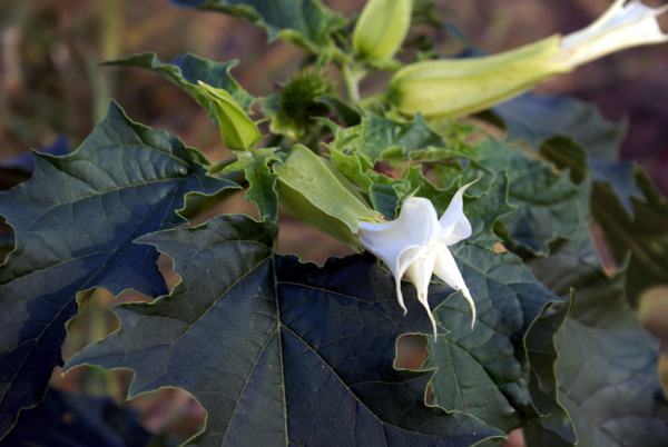 Datura stramonium