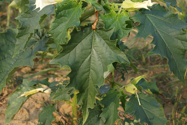 Datura stramonium