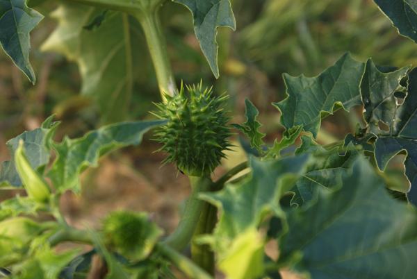 Datura stramonium