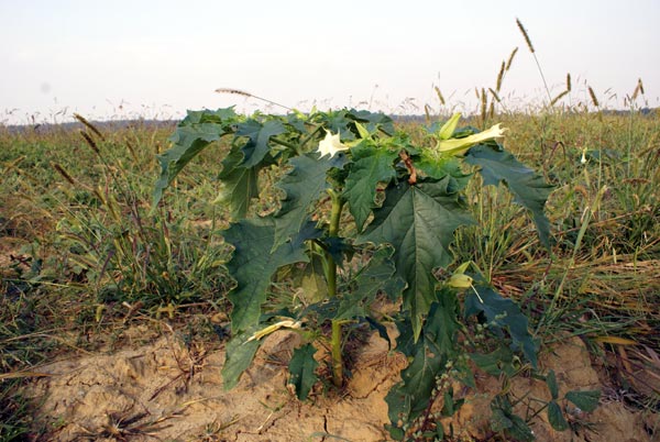 Datura stramonium