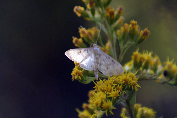 Idaea?