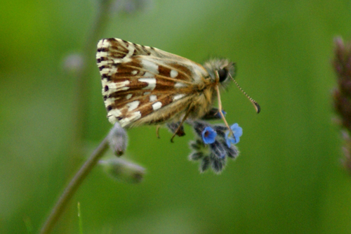 Pyrgus malvoides?