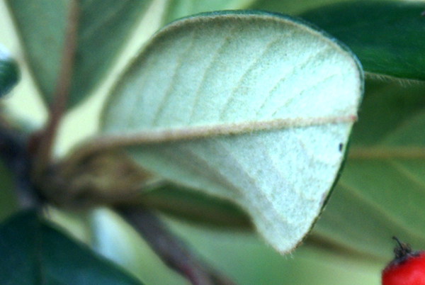 Cotoneaster sp.