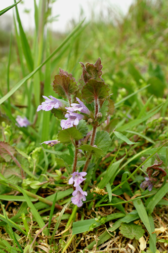 Glechoma hederacea