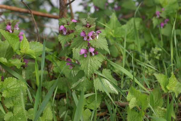 Lamium maculatum