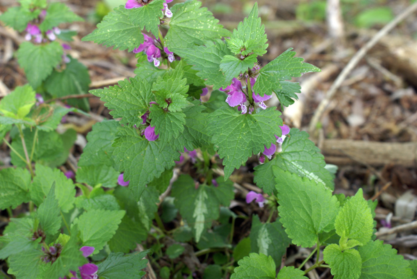 Lamium maculatum