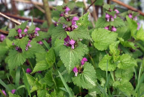 Lamium maculatum