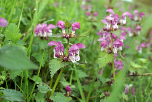 Lamium maculatum