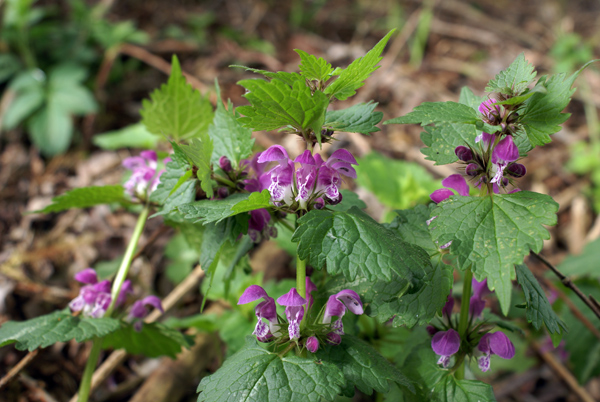 Lamium maculatum