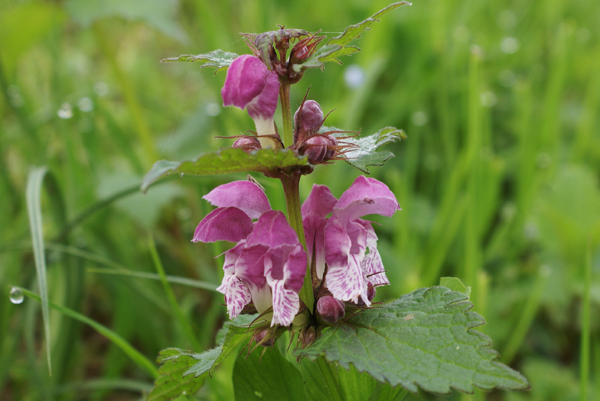 Lamium maculatum