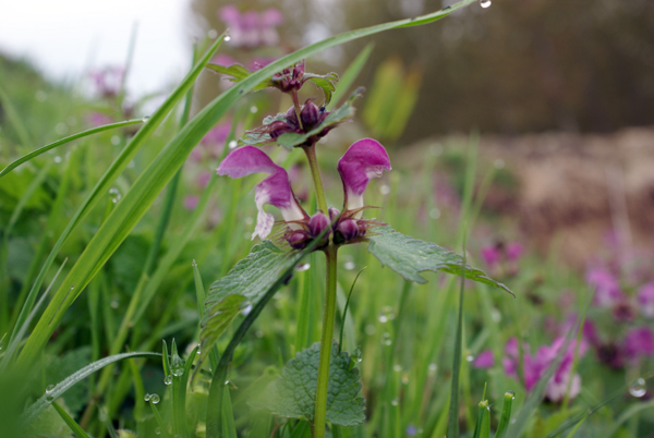 Lamium maculatum