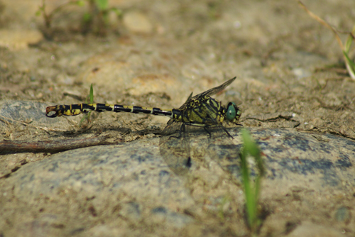 Onychogomphus forcipatus unguiculatus