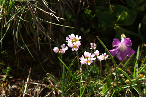 in Valtournenche - Androsace carnea e Primula hirsuta