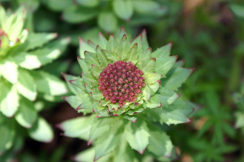 Valtournenche 2 - Rhodiola rosea