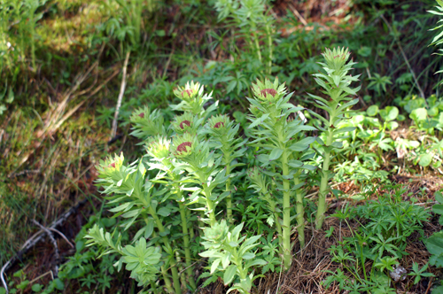 Valtournenche 2 - Rhodiola rosea