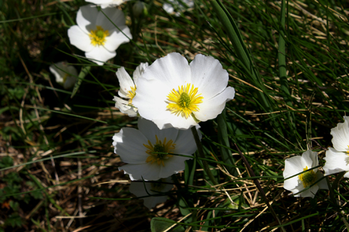 Ranunculus pyrenaeus