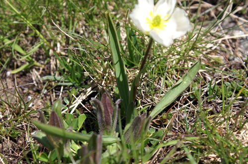 Ranunculus pyrenaeus