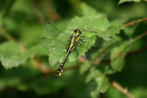 Ophiogonphus cecilia?