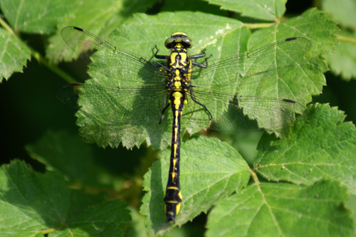 Ophiogonphus cecilia?