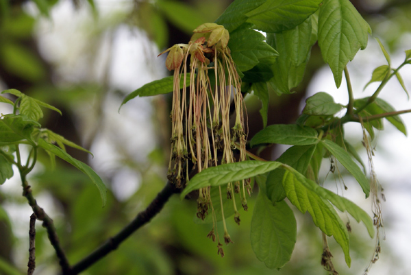 Acer negundo