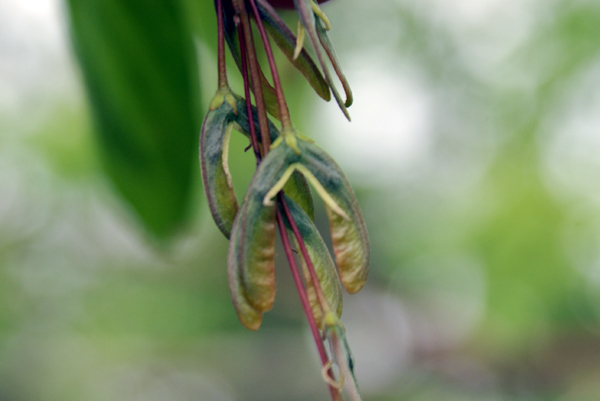 Acer negundo