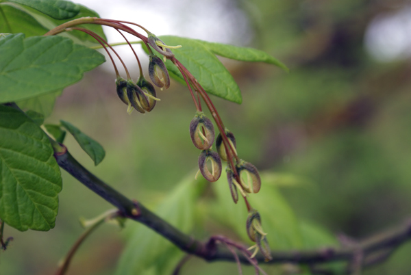 Acer negundo