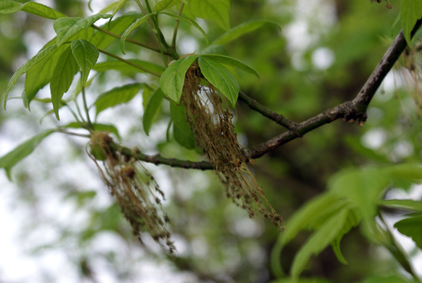 Acer negundo