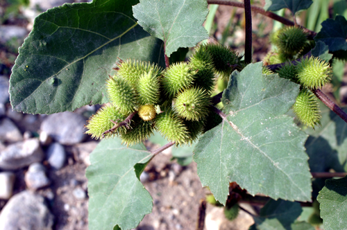 Arctium tomentosum e Xanthium italicum