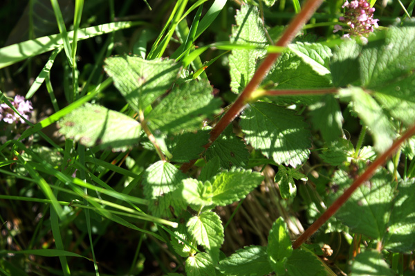 Potentilla rupestris / Potentilla rupestre