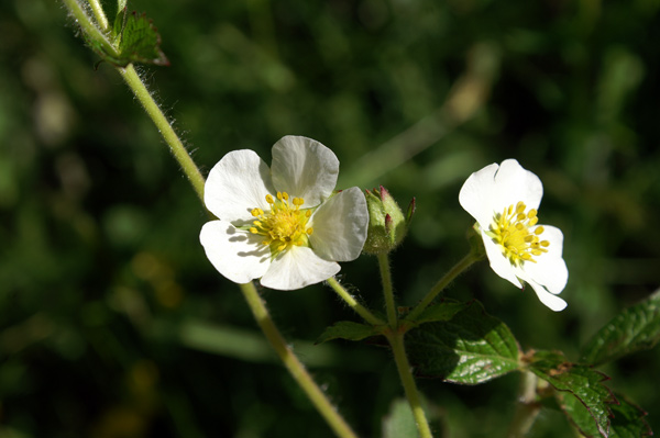 Potentilla rupestris / Potentilla rupestre