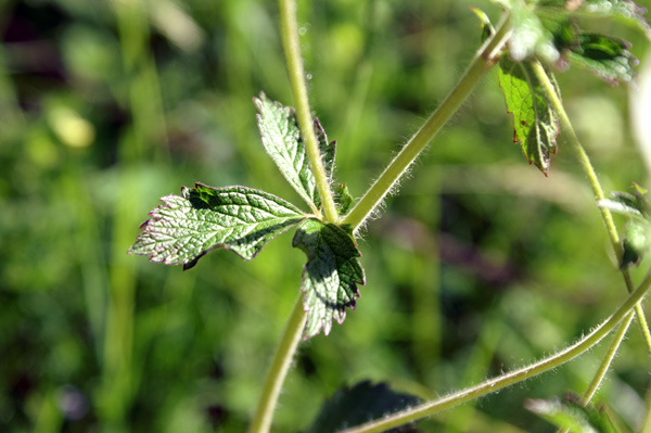 Potentilla rupestris / Potentilla rupestre