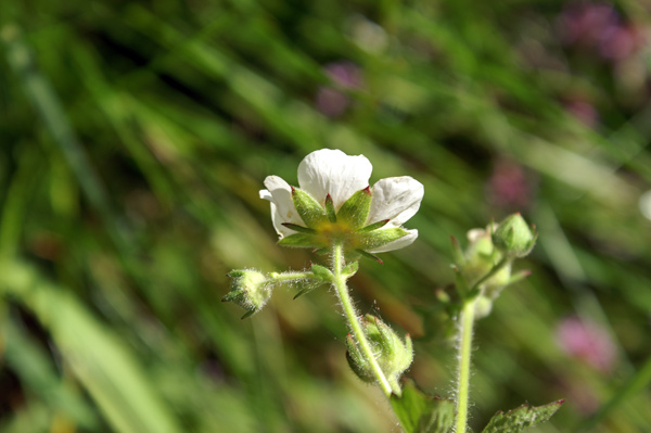 Potentilla rupestris / Potentilla rupestre