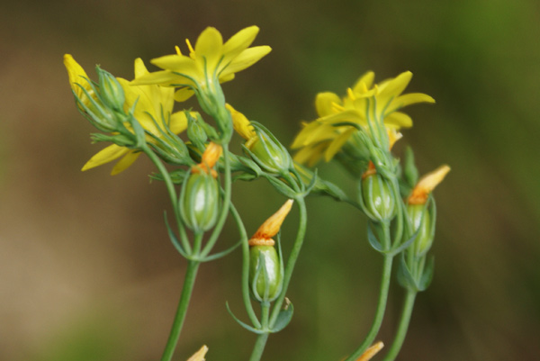 Blackstonia perfoliata sl.