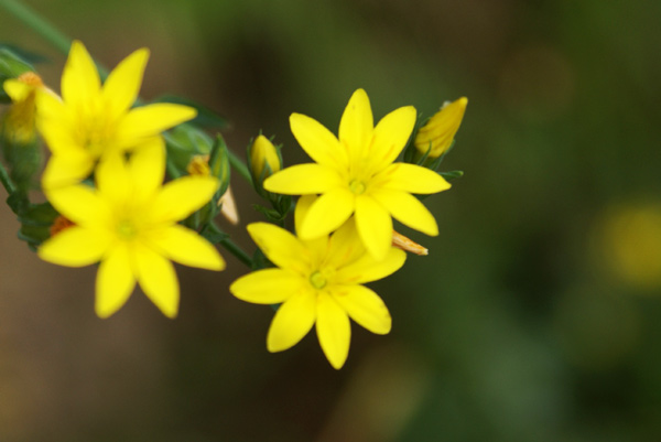 Blackstonia perfoliata sl.