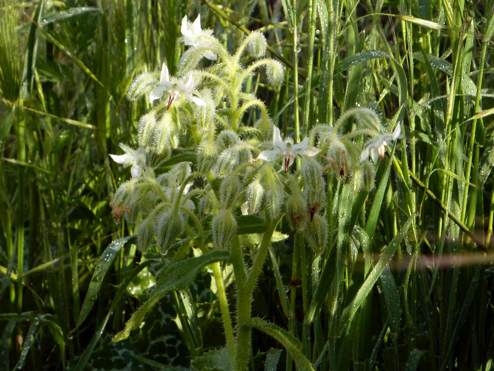 Borago officinalis, bianca