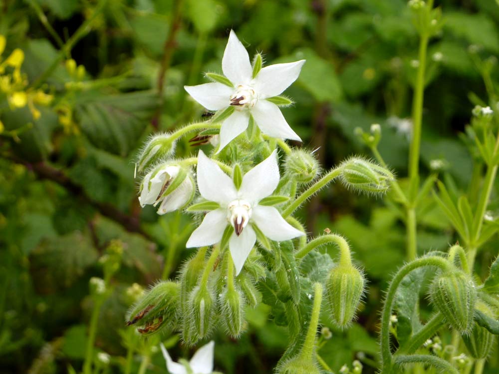 Borago officinalis, bianca