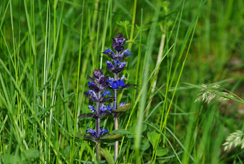 Ajuga reptans