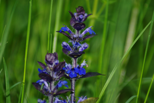 Ajuga reptans