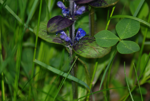 Ajuga reptans