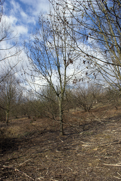 Fraxinus excelsior