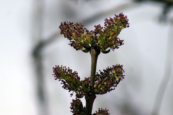 Fraxinus excelsior