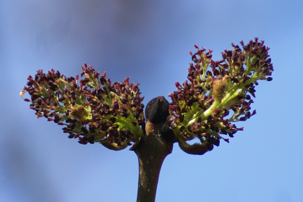 Fraxinus excelsior