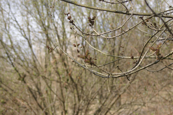 Fraxinus excelsior