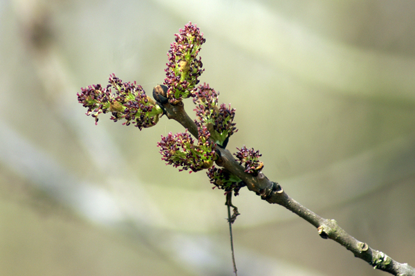 Fraxinus excelsior