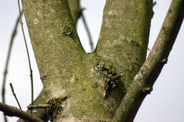 Fraxinus excelsior