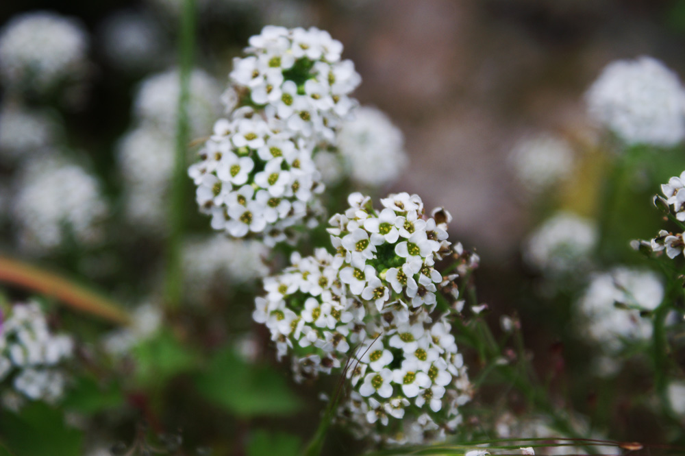 Lobularia maritima