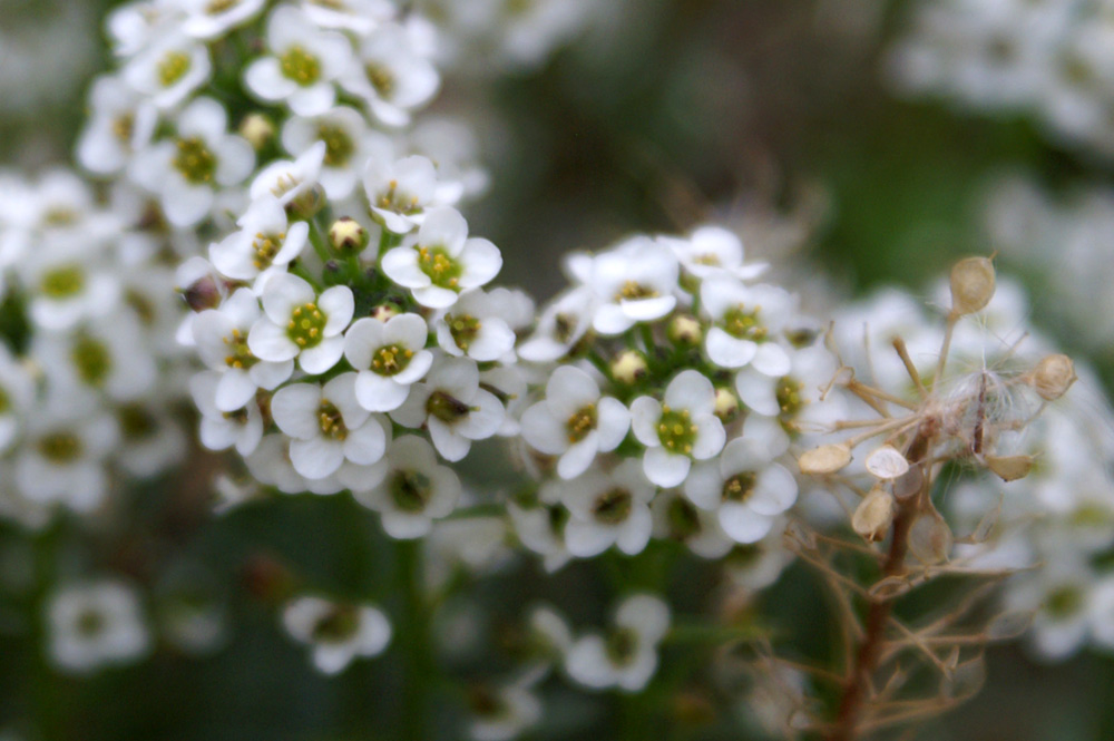 Lobularia maritima