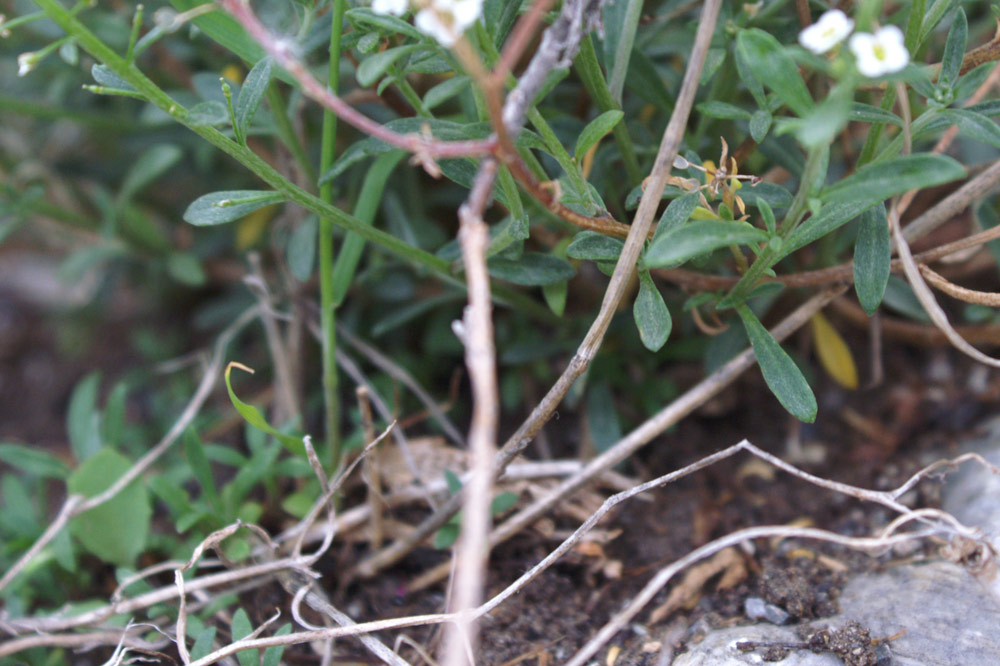 Lobularia maritima