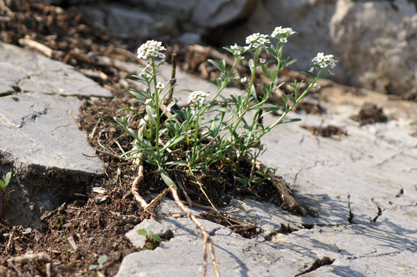 Lobularia maritima / Filigrana comune