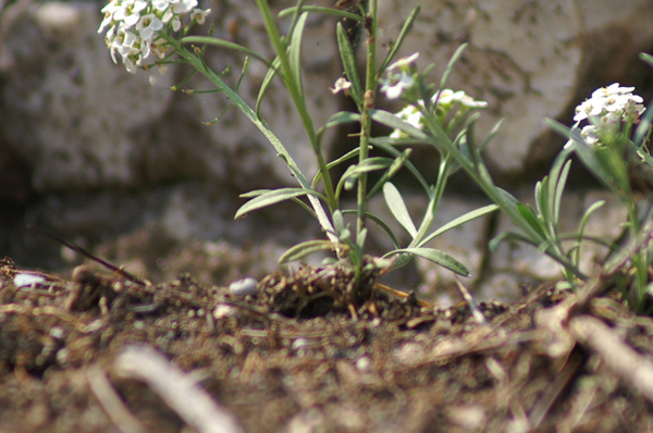 Lobularia maritima / Filigrana comune